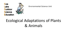 Ecological Adaptations and Animal Adaptations
