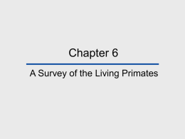 Chapter 5 Overview of Living Primates