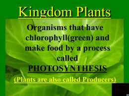 Kingdom Plants