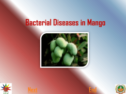 11.Bacterial Diseases in Mango