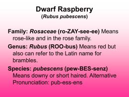 Dwarf Raspberry (Rubus pubescens) Family: Rosaceae (ro