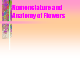 Flower Anatomy