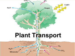 Plant Transport Powerpoint