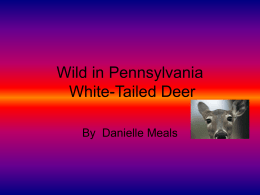 Wild in Pennsylvania White