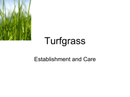 Turfgrass - Barrington 220