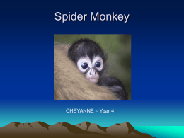 Spider monkeys - Addison Primary School