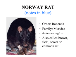 Norway Rat ppt. Presentation example