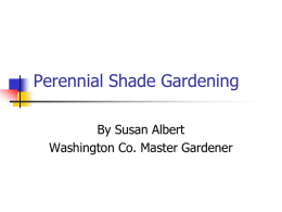 Shade perennial gardening