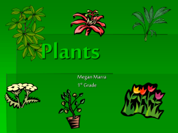 Plants - marram1