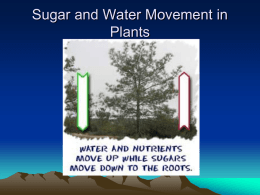Sugar and Water Movement in Plants