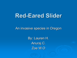 Red-Eared Slider - Invasive Species 101