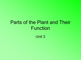 userfiles/1078/Parts of the plant ppt presentation