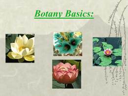 BotanyBasics