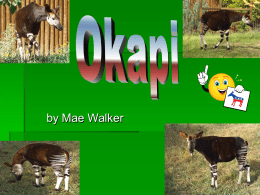 Mae W. - Okapi