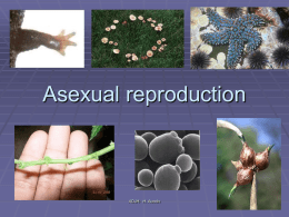 Asexual reproduction