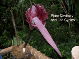 1 -Plant Diversity & Life Cycles I