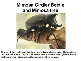 Mimosa Girder Beetle