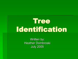 Tree Identification - Michigan State University