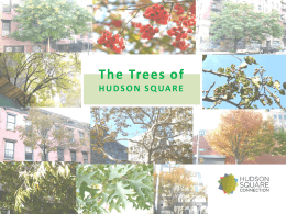 Trees of Hudson Square