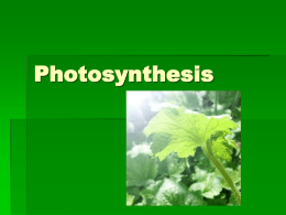 Photosynthesis PowerPoint