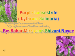 Purple Loosestrife (Lythrum Salicaria)