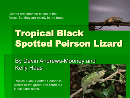 Tropical Black Spotted Peirson Lizard