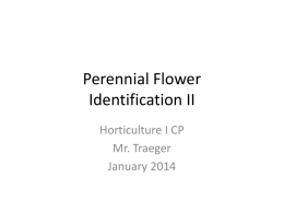 Perennial Flower Identification II