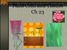 Plant TissuesMonocots, dicots, ch 23 plant cells and tissues