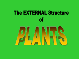 Plant part roots