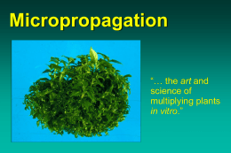 Micropropagation 2009 lec16 - An