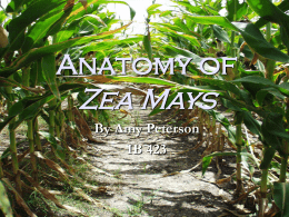 Zea Mays Anatomy