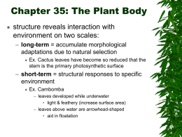 Chapter 35: The Plant Body