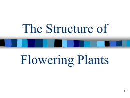 The Structure of Flowering Plants