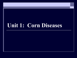 Unit 1: Corn Diseases