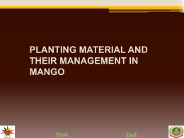 10. Planting material and their management in mango