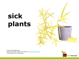 Sick Plants