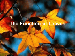 Function of Leaves