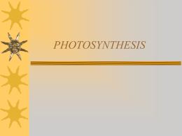 light reactions of photosynthesis