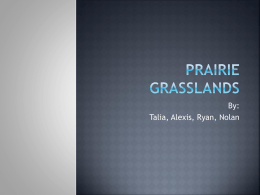 Prarie Grasslands FINISHED
