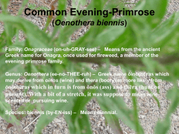Common Evening-Primrose (Oenothera biennis)