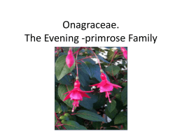 Onagraceae. The Evening Primrose Family