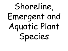 Plants 5: Shoreline