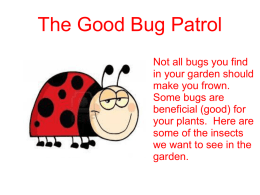 The Good Bug Patrol Not all bugs you find in your garden should