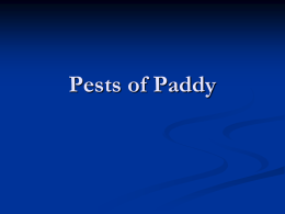 Pests of Paddy