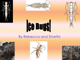 Ice bugs!