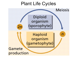 General Plant Life Cycle