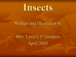 Insects - TeacherWeb