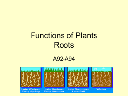 Functions of Plants Roots, Stem, and Leaves
