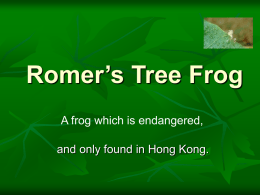 Romer`s Tree Frog