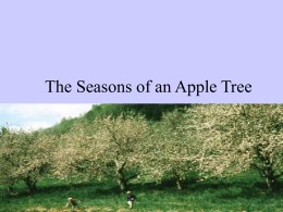 The Seasons of an Apple Tree